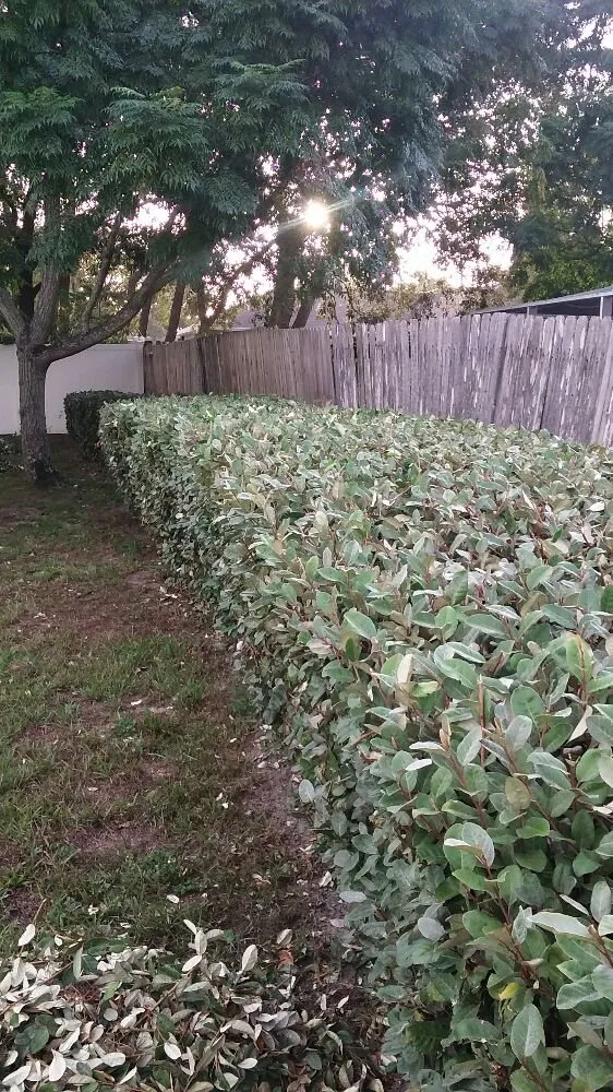 Professional lawn care service experts serving Spring Hill, FL - EJR Labor and Property Maintenance