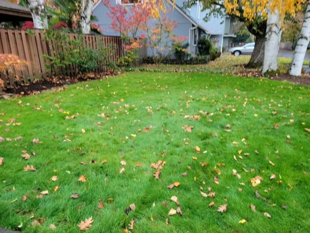 Local landscape installation experts serving Wilsonville, OR - Ej's yard service/ fall clean up