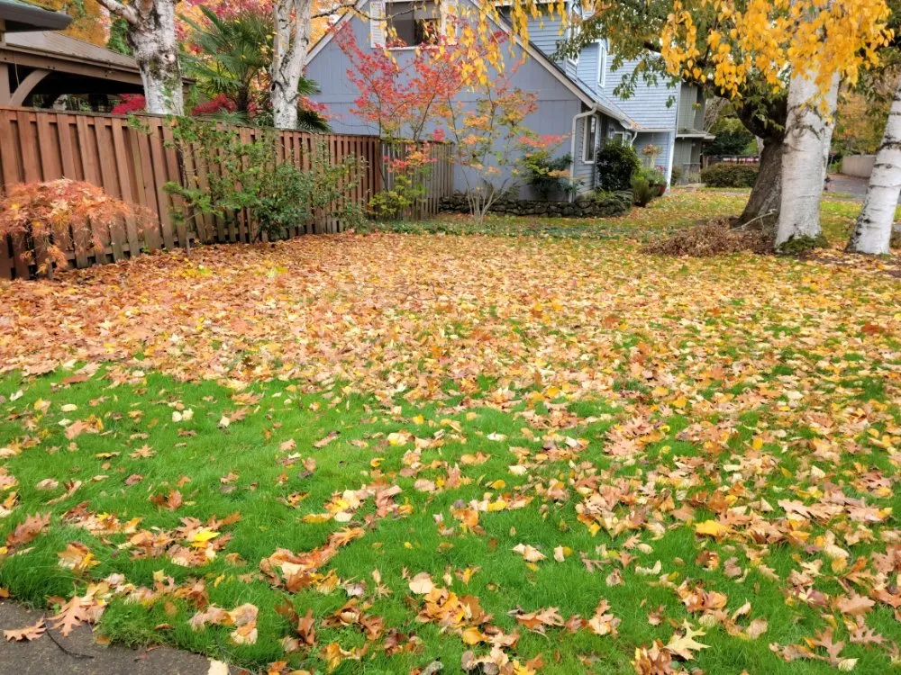 Local landscaping services in Wilsonville, OR by Ej's yard service/ fall clean up