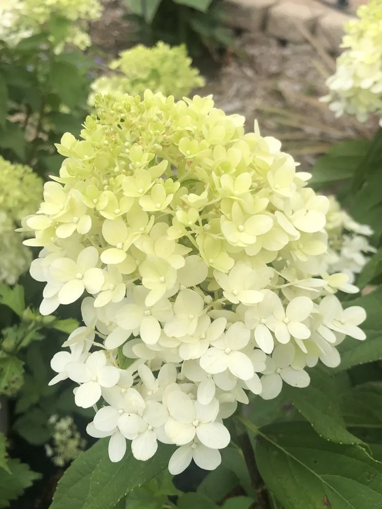 Professional landscaping services experts serving Mendota, IL - Ekana Nursery & Landscaping