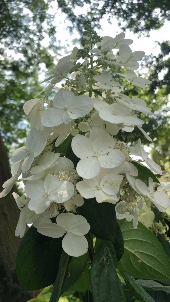 Local lawn care service in Mendota, IL - Ekana Nursery & Landscaping