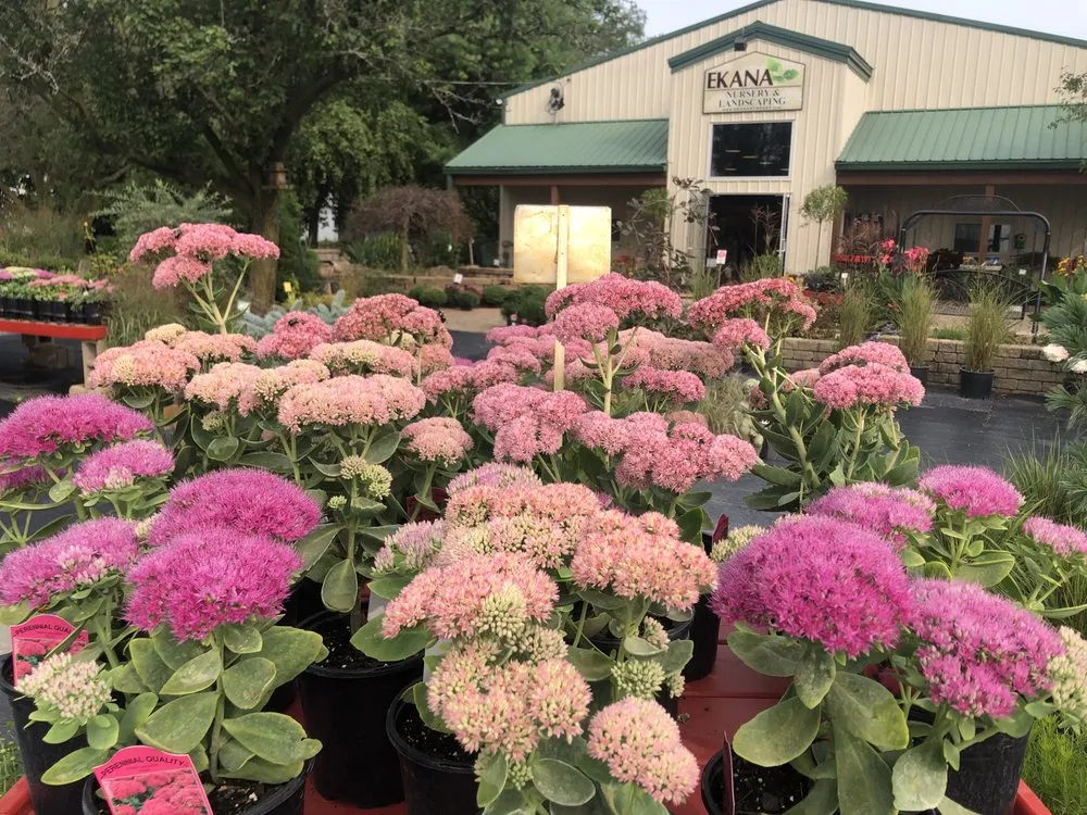 Local yard cleanup service for year-round maintenance in Mendota, IL by Ekana Nursery & Landscaping