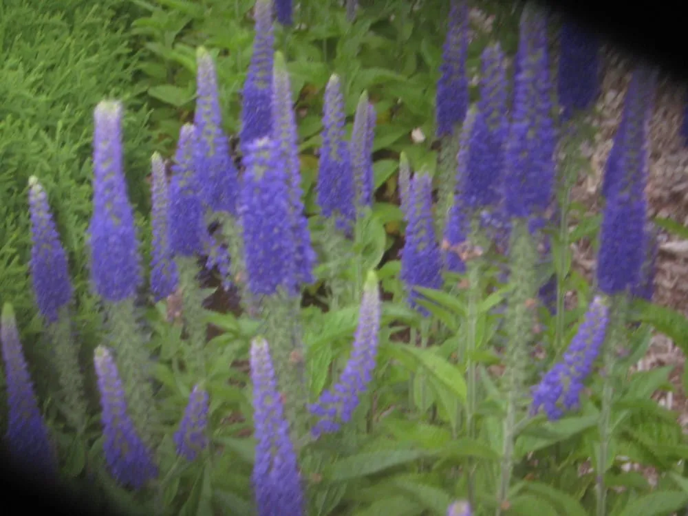 Custom yard cleanup service in Mendota, IL - Ekana Nursery & Landscaping