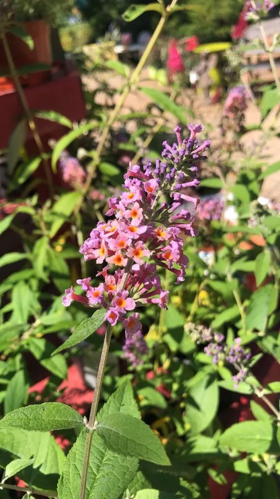 Trusted landscaping services for beautiful yards across Mendota, IL - Ekana Nursery & Landscaping