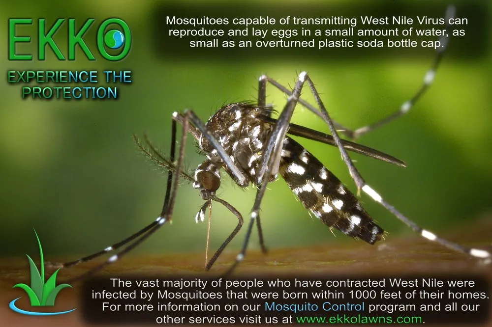 Local outdoor landscaping in Channahon, IL - Ekko