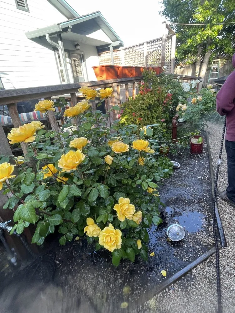 Custom yard maintenance in Salinas, CA - El Caminito Gardening