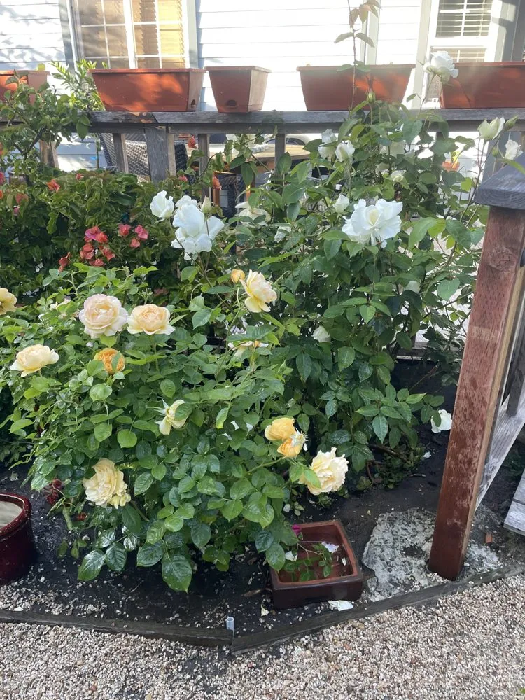 Professional landscaping services in Salinas, CA by El Caminito Gardening