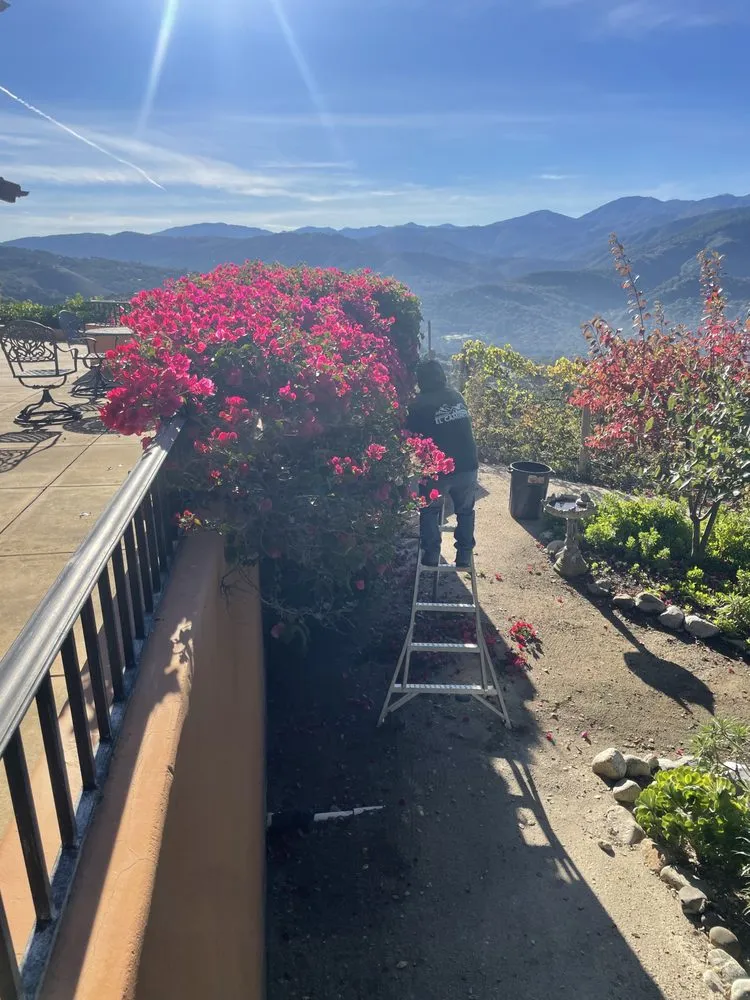 Professional landscaping services for year-round maintenance in Salinas, CA by El Caminito Gardening