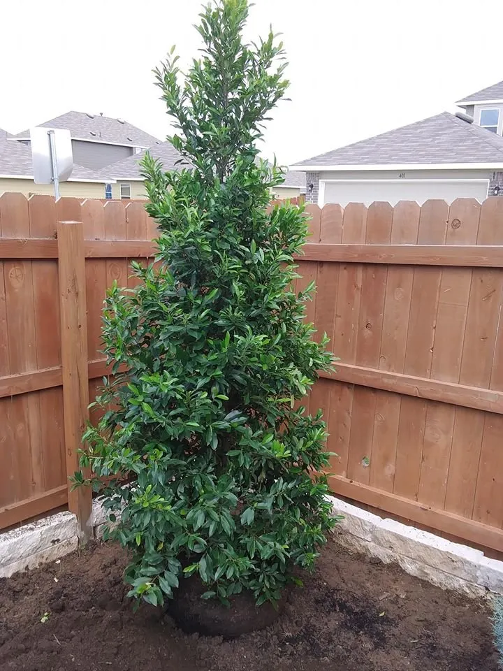 Affordable landscape design with custom design across Cedar Park, TX - El Camino Landscaping