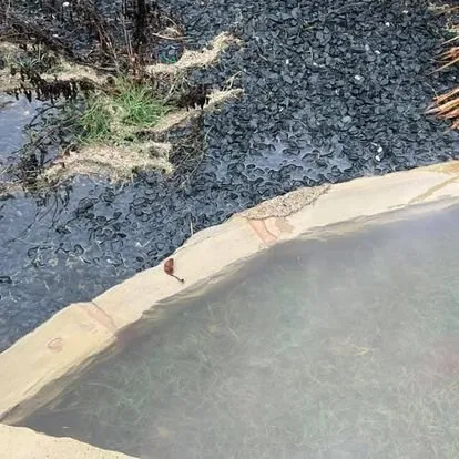 Trusted lawn mowing service experts serving Cedar Park, TX - El Camino Landscaping