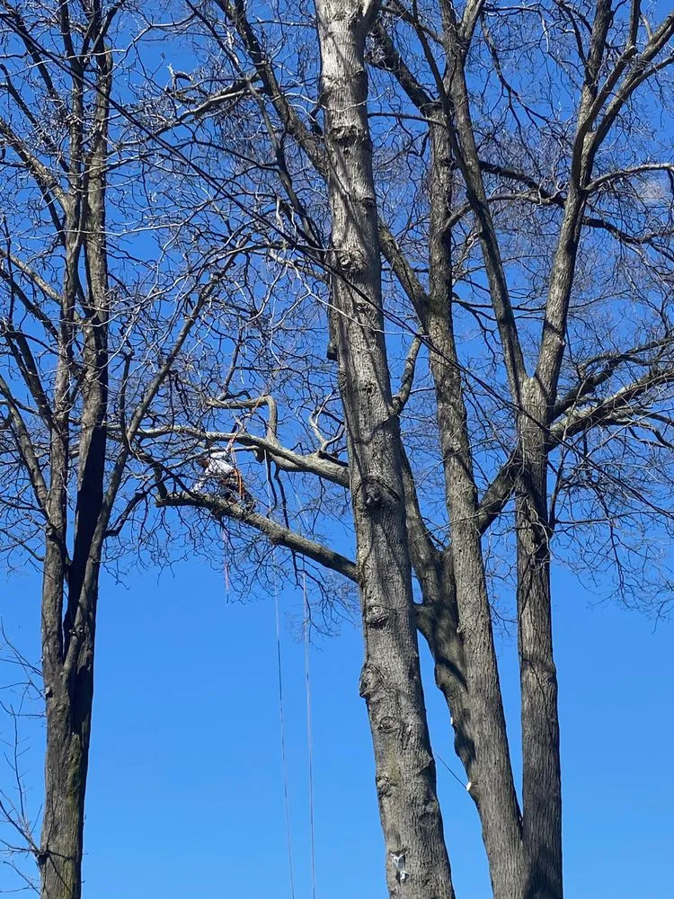 Professional yard cleanup service in Bay Shore, NY - El Catracho Tree Service & Landscaping