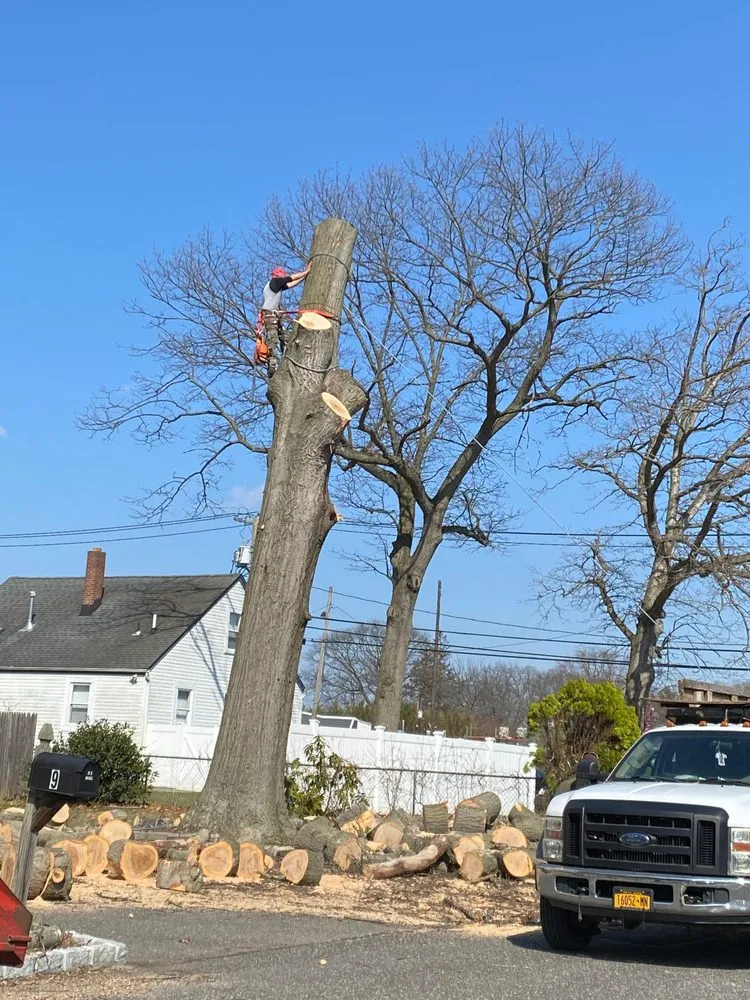 Top-rated yard cleanup service in Bay Shore, NY - El Catracho Tree Service & Landscaping