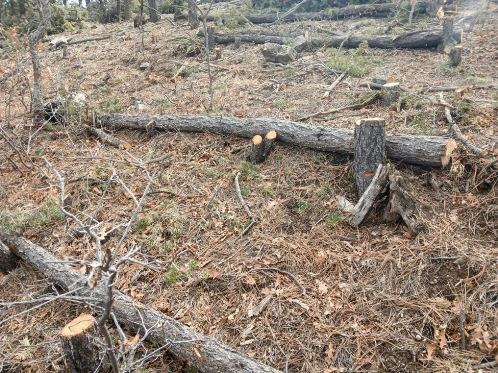Reliable yard cleanup service for homes across Edgewood, NM - El Centro Forestry