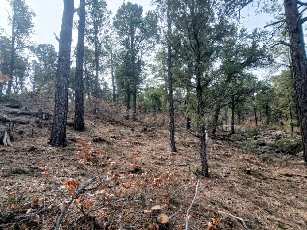 Affordable yard maintenance experts serving Edgewood, NM - El Centro Forestry