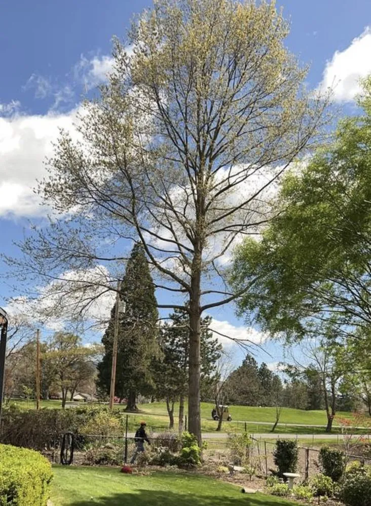 Affordable lawn mowing service for beautiful yards across White City, OR - El Chino Tree Service & Lawn Care