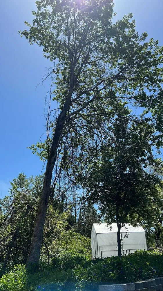 Expert residential landscaping in White City, OR - El Chino Tree Service & Lawn Care