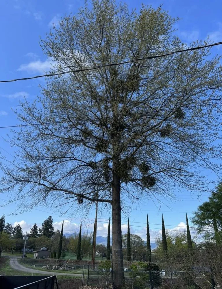 Top-rated yard cleanup service for year-round maintenance in White City, OR by El Chino Tree Service & Lawn Care