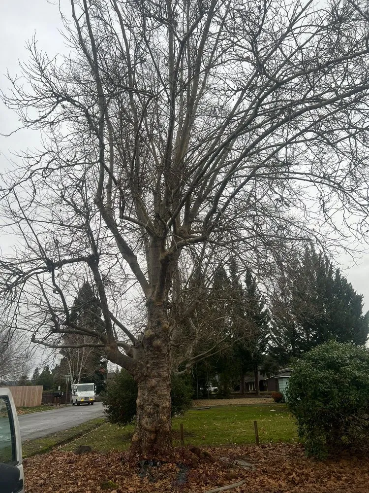 Expert landscape design in White City, OR - El Chino Tree Service & Lawn Care