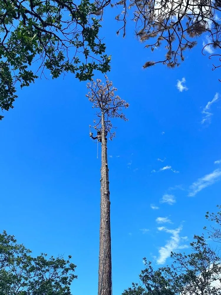 Expert yard cleanup service experts serving White City, OR - El Chino Tree Service & Lawn Care