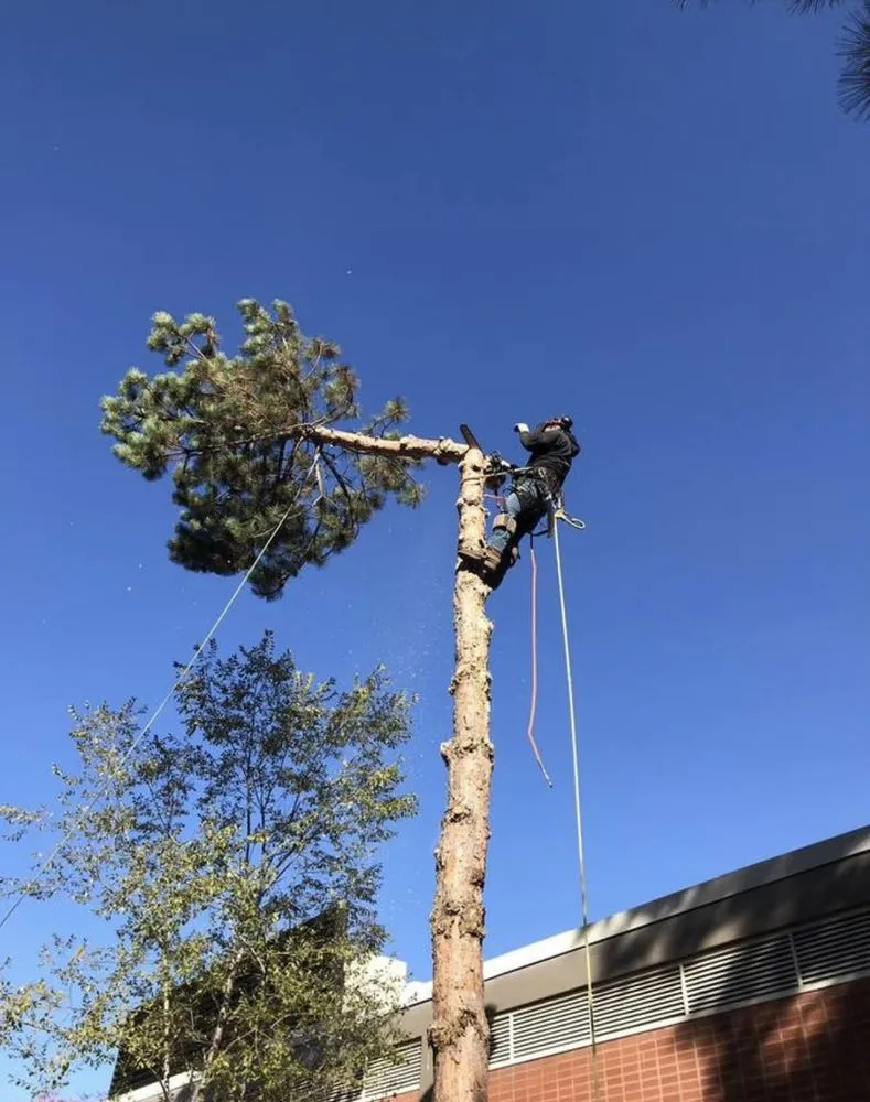 Professional garden landscaping in White City, OR - El Chino Tree Service & Lawn Care