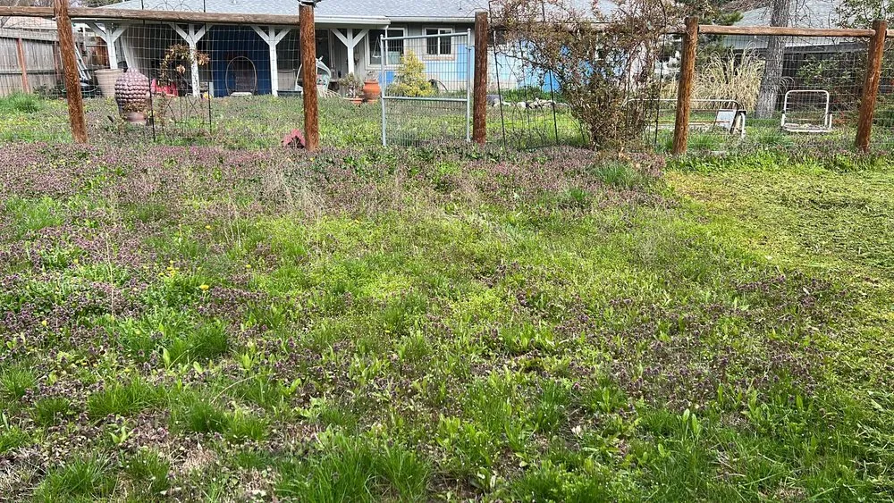 Reliable yard maintenance with custom design in White City, OR by El Chino Tree Service & Lawn Care