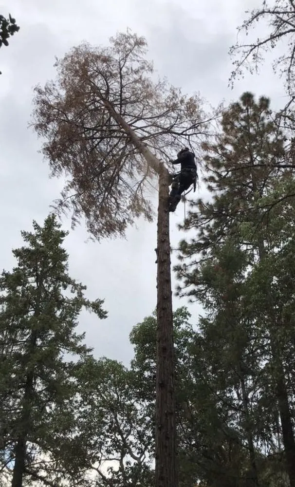 Top-rated lawn care service for outdoor upgrades in White City, OR by El Chino Tree Service & Lawn Care