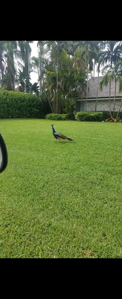 Expert residential landscaping for homes across Brownsville, TX - El Cowboy Proficient Lawn Care Service