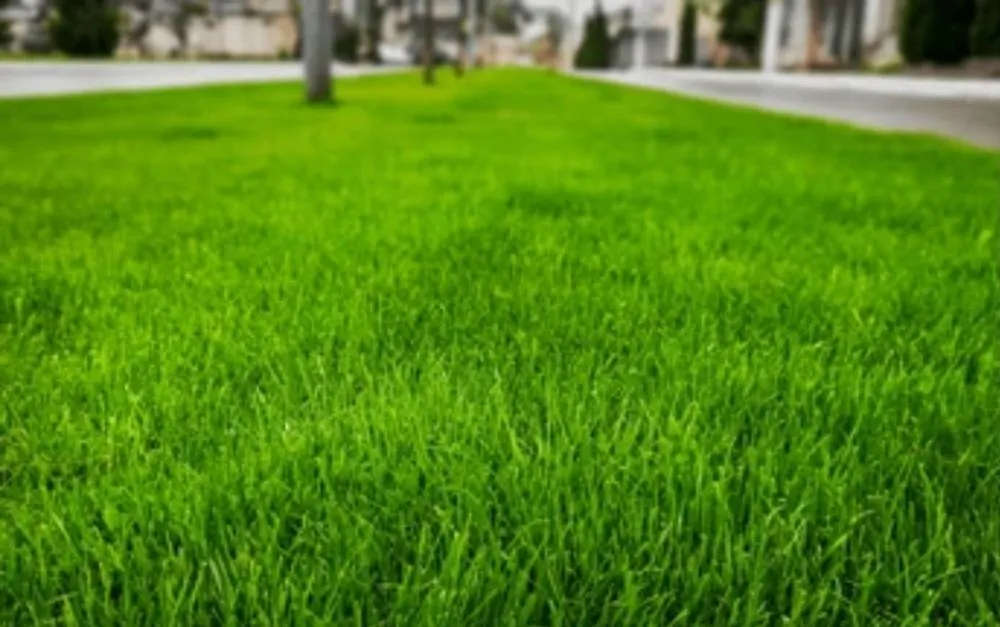 Reliable outdoor landscaping in San Antonio, TX by El Di Junk Removal