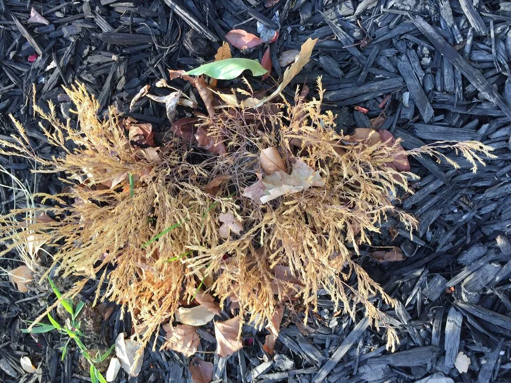 Trusted lawn mowing service near you across El Dorado Hills, CA - El Dorado Hills Property Services