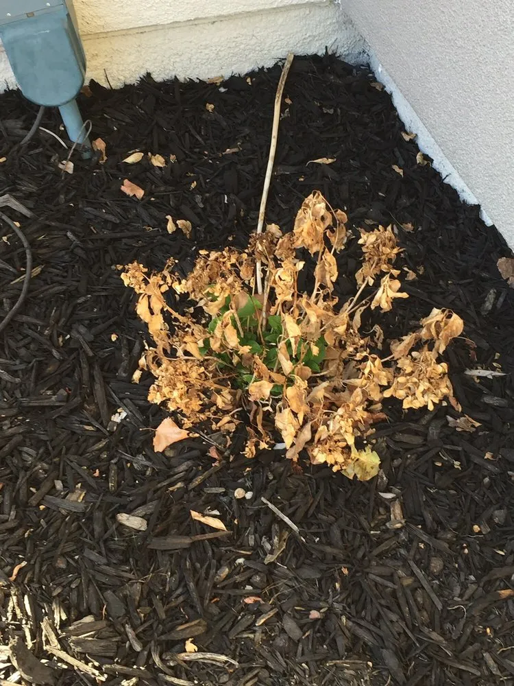 Affordable lawn mowing service in El Dorado Hills, CA - El Dorado Hills Property Services