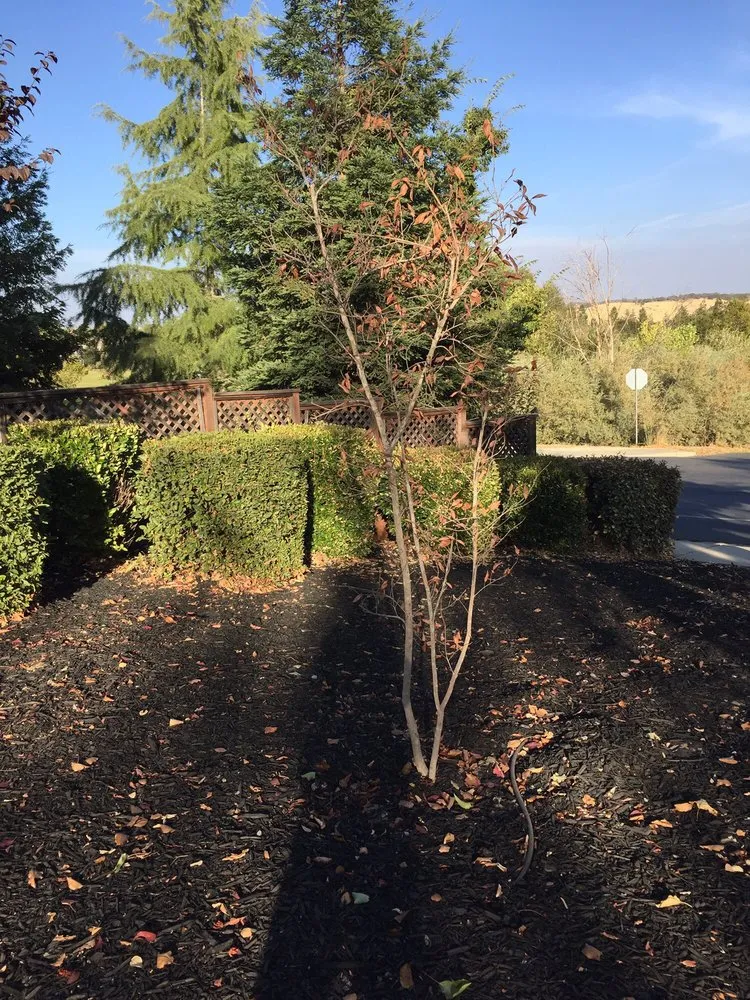 Reliable yard maintenance experts serving El Dorado Hills, CA - El Dorado Hills Property Services