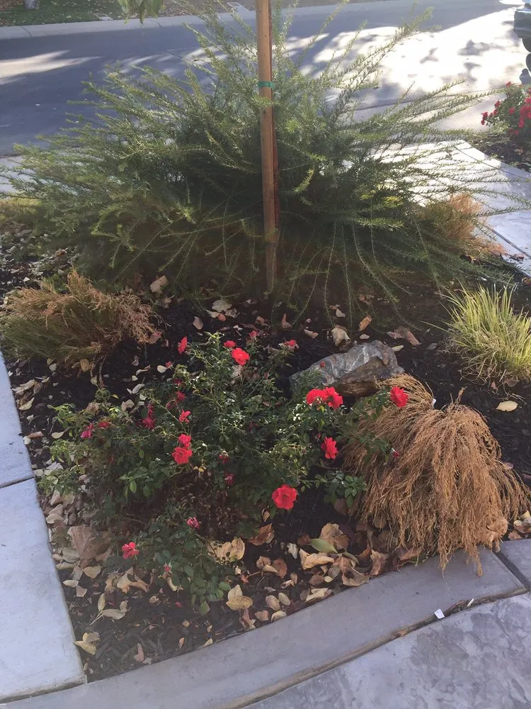 Custom lawn care service experts serving El Dorado Hills, CA - El Dorado Hills Property Services