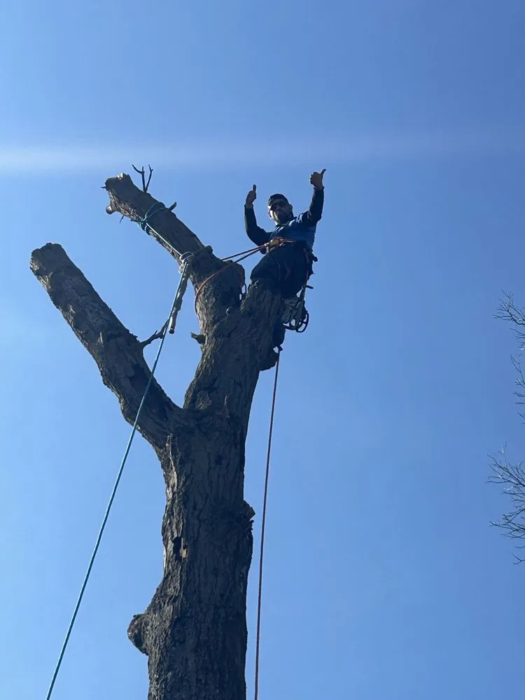 Reliable outdoor landscaping for beautiful yards across Merrillville, IN - El Errante Tree & Landscaping Service