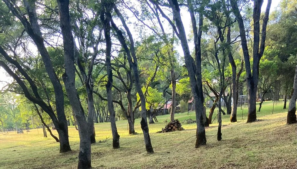 Professional residential landscaping experts serving Diamond Springs, CA - El Escobar’s Landscaping