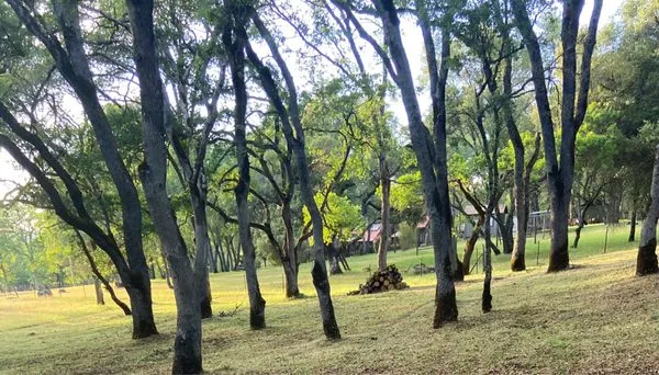 El Escobar’s Landscaping