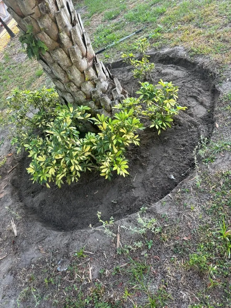 Affordable yard maintenance in Orlando, FL - El Gallo Landscaping