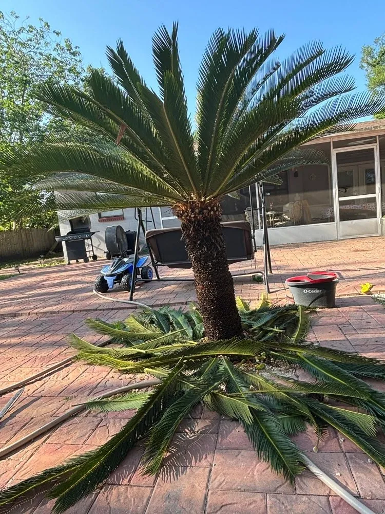 Reliable landscaping services in Orlando, FL by El Gallo Landscaping