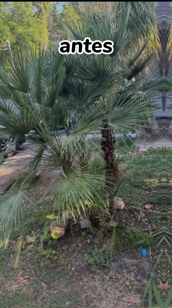 Top-rated landscape design in Orlando, FL - El Gallo Landscaping