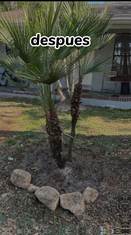 Trusted yard maintenance experts serving Orlando, FL - El Gallo Landscaping