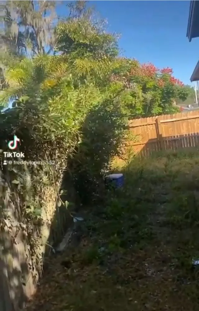 Custom lawn care service in Orlando, FL - El Gallo Landscaping