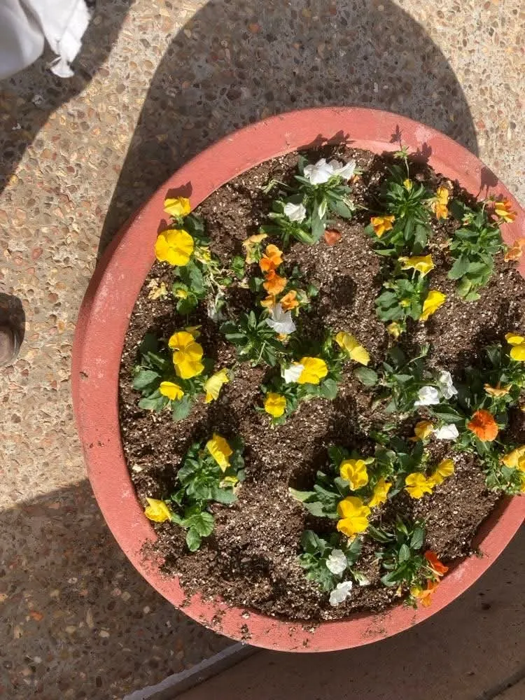 Professional outdoor landscaping in Lawton, OK - EL Gallo’s Landscaping