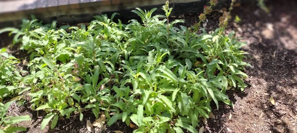 Reliable outdoor landscaping for residential properties in Los Angeles, CA by El Granero Landscape