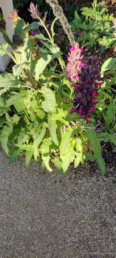 Professional residential landscaping near you in Los Angeles, CA by El Granero Landscape