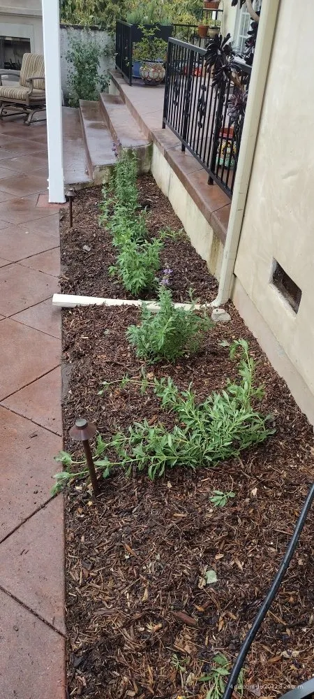 Local residential landscaping for beautiful yards in Los Angeles, CA by El Granero Landscape