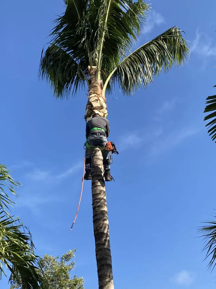 Top-rated landscape design for outdoor upgrades in Miami, FL by El Jicaro