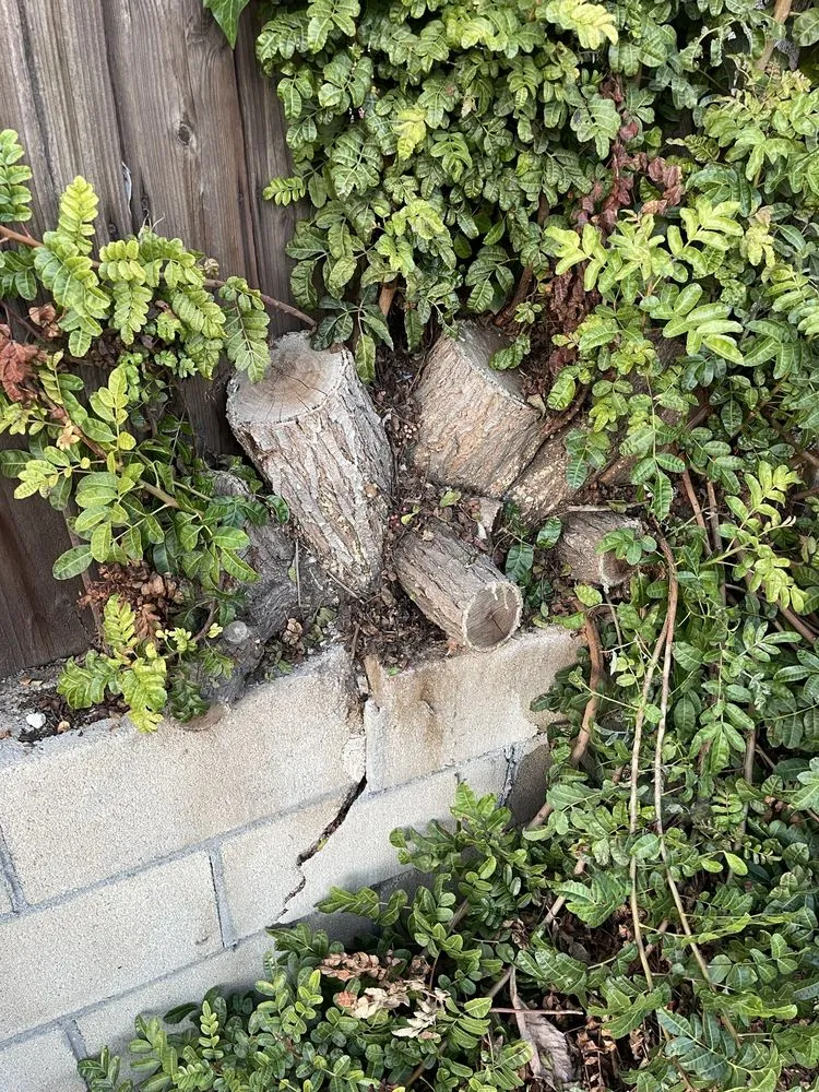 Local yard cleanup service in West Covina, CA - E.L Landscaping & Masonry