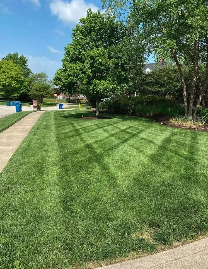 Local yard cleanup service experts serving Indianapolis, IN - El Llano Landscaping