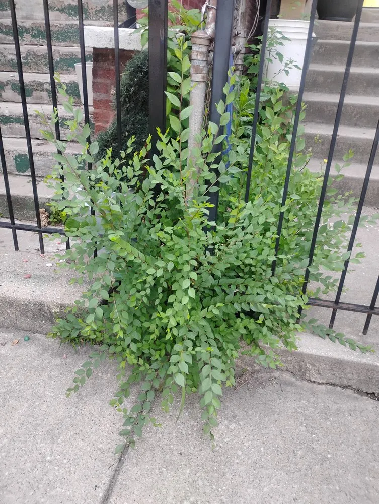 Local lawn mowing service in Chicago, IL by El Mae Lawn Care Services