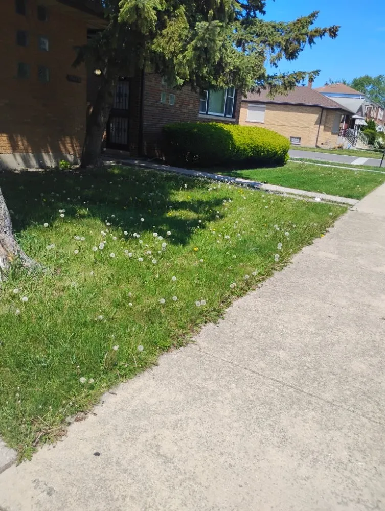 Affordable landscaping services for beautiful yards across Chicago, IL - El Mae Lawn Care Services