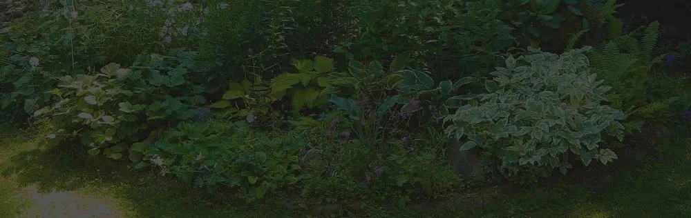 Custom lawn care service experts serving Charleston, SC - El Mexicano Landscaping